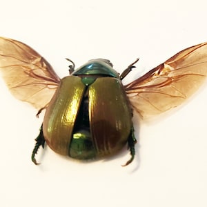 Pode incluir: Um besouro verde e dourado com as asas abertas. O besouro tem um brilho metálico e está colocado sobre um fundo branco.