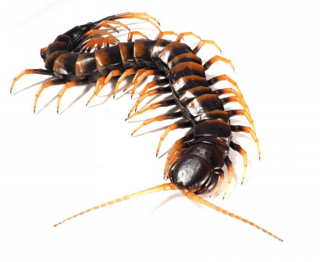 3951 外国切手 SWA  1987年 Erik Holm デザイン 昆虫 One Impressive Scolopendra Subspinipes Piceoflava, Indonesia