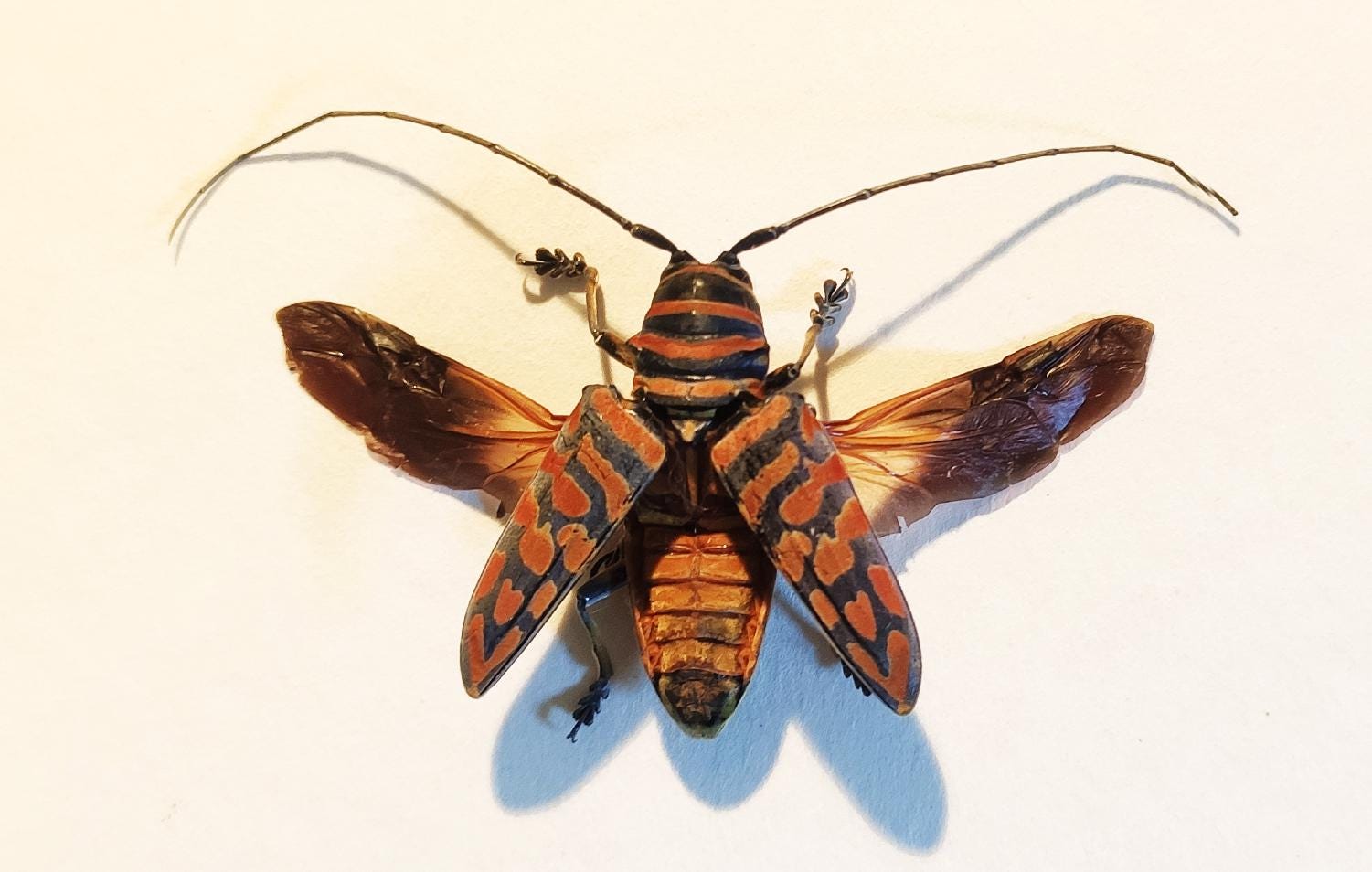 Sternotomis - Etsy