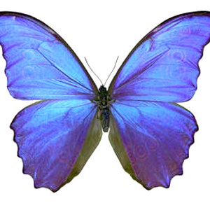 May include: A vibrant blue butterfly with iridescent wings, showcasing intricate patterns and a delicate body.