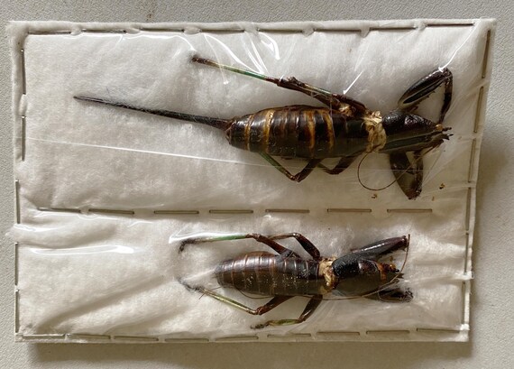 DESCENDANT cricket モッズ大きめ DESCENDANT cricket モッズ大きめ 【公式通販】