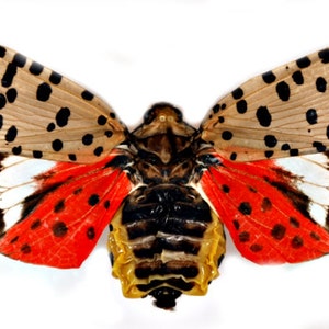 Op de afbeelding: Een gevlekte lantaarnvlieg met bruine, zwarte, witte en rode vleugels. Het insect heeft een zwart en geel lichaam.