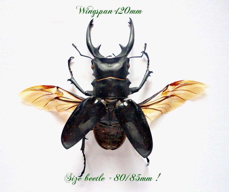 Collectors Item : Very Large Stag Beetle Odontolabis Dalmani
