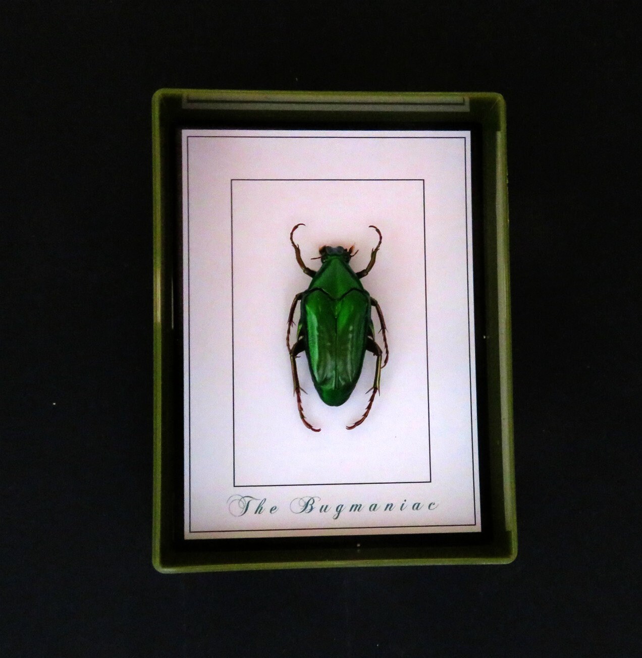 Fridge Taxidermy Real Insects One Fridge Etsy