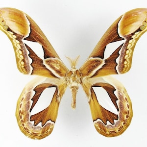 Pode incluir: Uma grande mariposa Attacus atlas com asas abertas apresentando um padrão complexo em tons de castanho, bege e creme. As asas exibem marcas triangulares brancas distintas, bordas recortadas com detalhes amarelos e um corpo felpudo.
