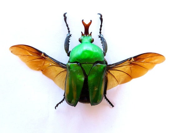 : Set of 5 zigzag fungus beetles 20mm from Peru UNMOUNTED dried insects FREE SHIPPING Supplies for taxidermy jewelry art work