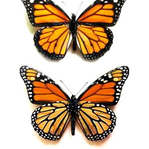 May include: Two orange and black monarch butterflies with black and white markings on their wings.