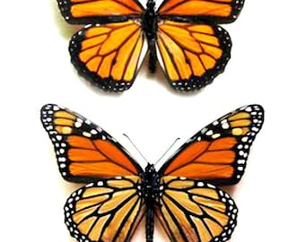 Pack of 3 danaus erripus ,the south american  monarch butterfly , nymphalidae ,wings closed A1, for all your taxidermy art projects