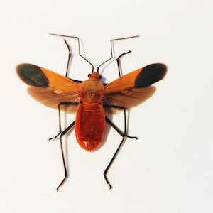 May include: A red and black insect with long legs and wings spread out on a white background.