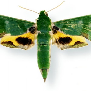 Könnte beinhalten: Ein grüner Schmetterling mit gelben und schwarzen Markierungen auf seinen Flügeln. Der Schmetterling ist mit ausgebreiteten Flügeln ausgebreitet.