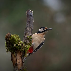Pack of 3 great luxury gift , birthday or greetings card & envelope with real photos of birds and other wildlife taken by myself