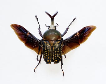 Pack of 6 Scarab Beetle Phanaeus Demon Female 15/20mm UNMOUNTED A1