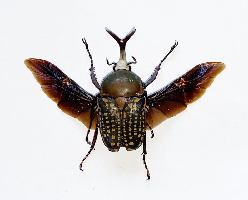 One Male of the African Flower Beetle Megalorrhina Harissi Spread OPEN ...
