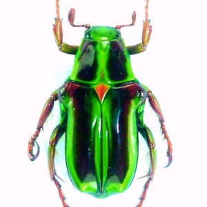 Pack of 5 green scarab beetles Pygora lenocina 15mm ,for all your taxidermy and photography art projects