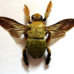 May include: A preserved green and brown bee with translucent wings, displayed on a white background.
