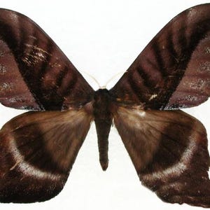 May include: A large moth with dark brown wings featuring lighter brown bands and white accents along the edges. The wings have a distinct scalloped shape with pointed tips. The central body is dark brown with thin, light-colored antennae.