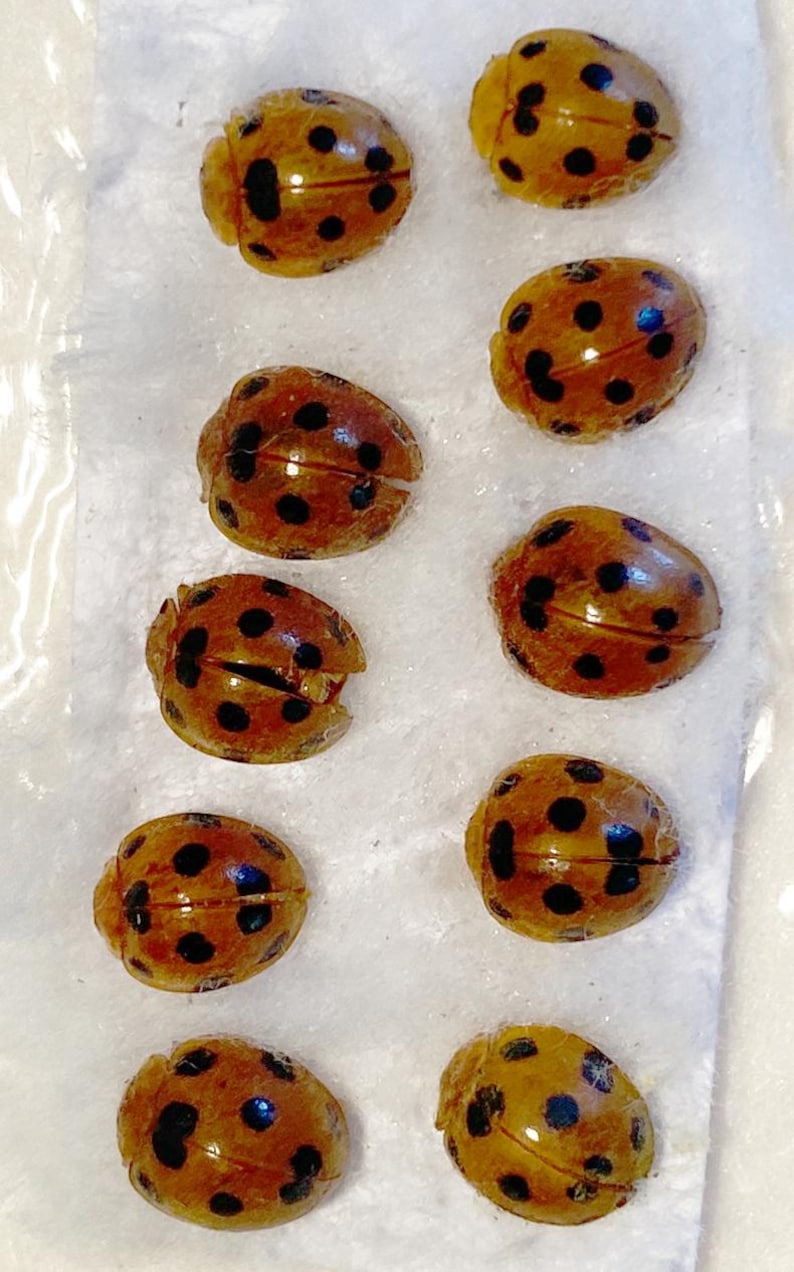 Pack of 10 Small Ladybugs Beetles Indonesia Ssp 5 for All Your ...