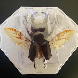 May include: A preserved stag beetle specimen, encased in a clear plastic container and mounted on a white, octagonal backing. The beetle is dark brown with large mandibles and tan wings with brown veins. The wings are spread, showcasing their delicate structure.