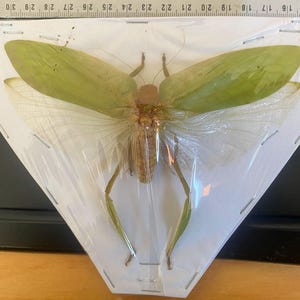 May include: A preserved green and brown katydid insect with long legs and wings, mounted on a white triangular display board with a ruler along the top edge.
