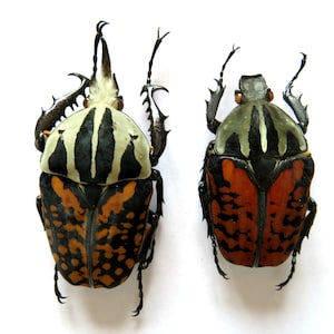 Puede incluir: Dos escarabajos grandes con patrones intrincados. Uno tiene una cabeza crema con rayas negras y un cuerpo naranja y negro moteado. El otro tiene una cabeza verde y negra a rayas y un cuerpo rojo anaranjado.