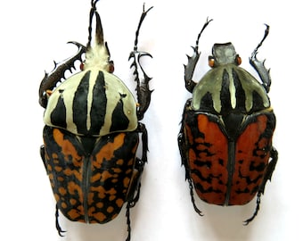 標本 Congo Goliathus orientalis 88mm black Congo Goliathus orientalis 88mm - メルカリ