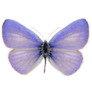 Op de afbeelding: Een delicate, lichtpaarse vlinder met doorschijnende vleugels. De vlinder is uitgespreid met zijn vleugels open, waardoor de ingewikkelde patronen op zijn vleugels zichtbaar zijn.