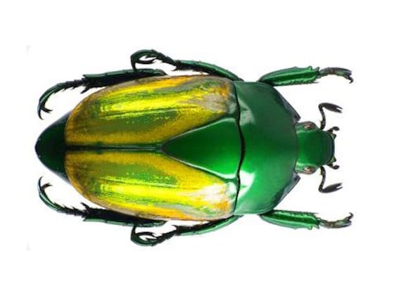HELLOS Beetle TARP Chacoal greenカラー Pack of 2 Scarab Beetles Macraspis Festiva , Variable Beetle