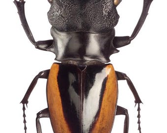 One nice stag beetles Odontolabis wallostoni  for all your taxidermy art projects