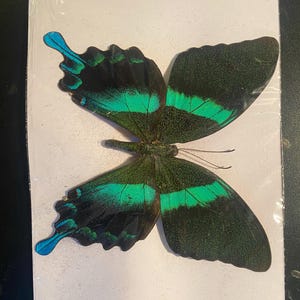 Op de afbeelding: Een geconserveerde groene en zwarte vlinder met blauwe accenten op een witte achtergrond.