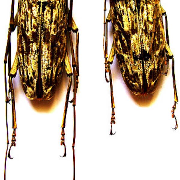 One huge PAIR  golden beetle neocerambyx gigas 85/90mm , longhorn beetle unmounted , for all your taxidermy art projects