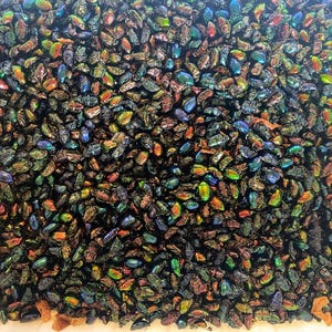 Könnte beinhalten: Ein Nahaufnahmebild eines weißen Behälters, gefüllt mit irisierenden grün-blauen Käferpanzern. Die Panzer sind in einem dichten, zufälligen Muster angeordnet und erzeugen eine optisch beeindruckende Textur.