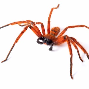 May include: A close-up of a large, orange spider with long legs. The spider is on a white background.