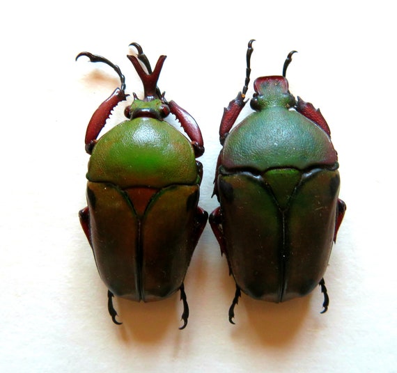 昆虫用品 Tanzania Eudicela e.euthalia 40mm