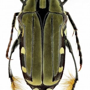 Pack of 20 flower beetle Pogonotarsus plumigera , for all your taxidermy , jewelry and photography art projects