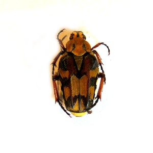 Lot of 3 flowerbeetles Ixorida thoracica for all your taxidermy art projects UNMOUNTED A1/aa-