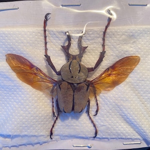 Peut inclure: Un coléoptère préservé avec un corps et une tête brun clair, des cornes proéminentes et des antennes étendues. Ses ailes sont d'une couleur ambre translucide, largement déployées. L'insecte est exposé sur une surface blanche et texturée.