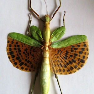 Pode incluir: Um inseto-pau preservado com asas verdes e asas inferiores com padrões marrons e pretos.