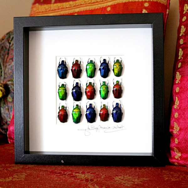 Shadow box with real insects : Topquality display with beautiful colorful scarab beetles