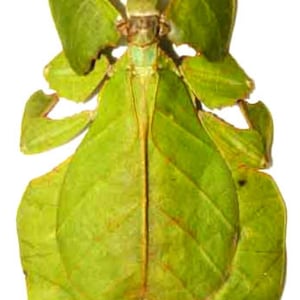 Op de afbeelding: Een gedetailleerde afbeelding van een wandelende tak, een type insect. Het lichaam van het insect is voornamelijk groen, met een bladvormig uiterlijk, inclusief nerven en onregelmatige randen. Het insect staat op een witte achtergrond.