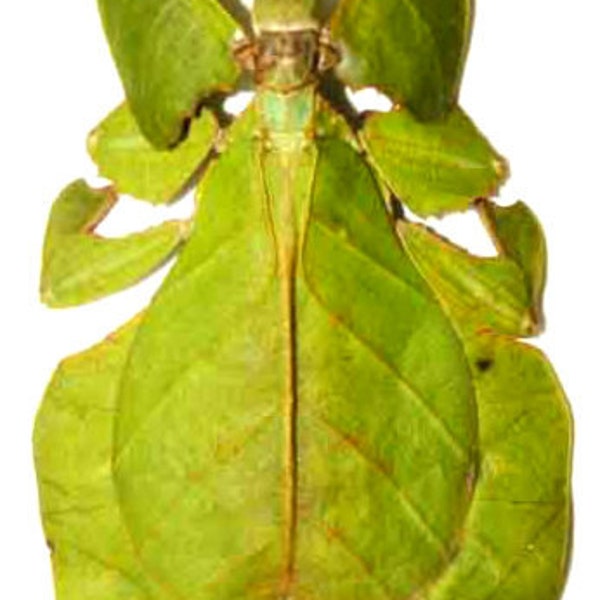 One female Phyllium pulchrifolium , a beautiful leafinsect ,A1 quality, for all your taxidermy art projects