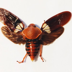 Puede incluir: Un insecto marrón y naranja con marcas blancas en sus alas. El insecto tiene una cabeza grande y redonda y patas largas y delgadas.