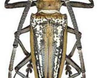 One large longhorn beetle Batocera wallacei proserpina male 50/ 55mm  A1 quality,