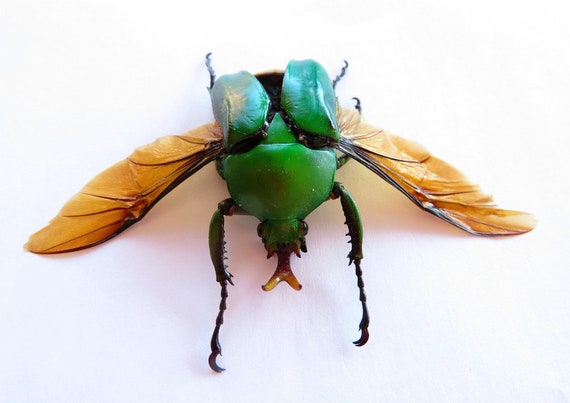 : Set of 5 zigzag fungus beetles 20mm from Peru UNMOUNTED dried insects FREE SHIPPING Supplies for taxidermy jewelry art work