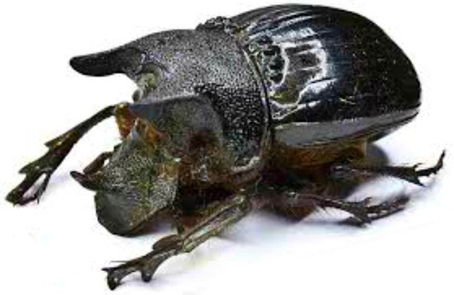 One Large African Dung Beetle Heliocopris Neptuniformis From
