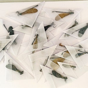 May include: A collection of delicate dragonfly specimens mounted on triangular pieces of white paper. The dragonflies are arranged in a random pattern, with some facing up and others facing down.