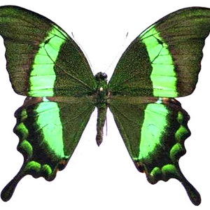 Peut inclure: Un papillon vert et noir avec une envergure d'environ 10 cm. Le papillon a un corps vert foncé et des ailes avec une bordure noire et une bande verte brillante.