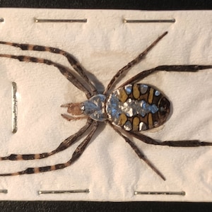 May include: A preserved spider specimen, possibly a garden spider, presented on a white card. The spider has a brown body with yellow and silver markings, and brown and tan striped legs. The card is secured with metal pins.