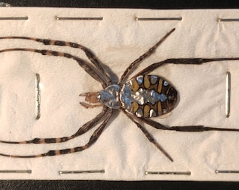 Pack of 2 impressive orb  weaver spiders Argiope catenulata Indonesia  , arachnid , for all your taxidermy art projects