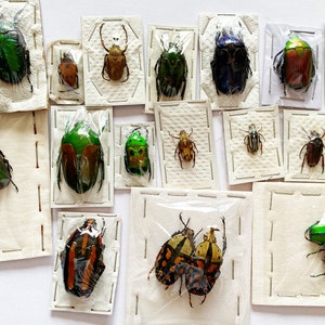 Op de afbeelding: Een verzameling geconserveerde kevers in doorzichtige plastic doosjes, tentoongesteld op een witte achtergrond. De kevers zijn in verschillende kleuren, waaronder groen, blauw en bruin.