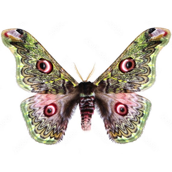 Collectors item : One rarely on the market Caligula anna , folded aa-/a-  , for all your taxidermy art projects